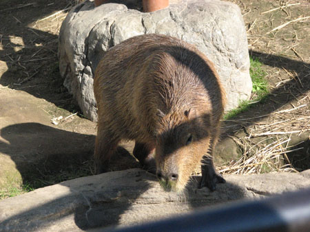 capybara101