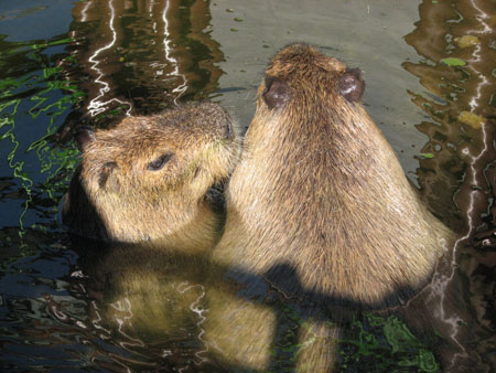 capybara103