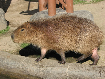 capybara105