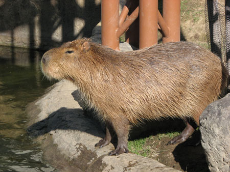 capybara107