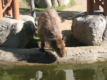 capybara110