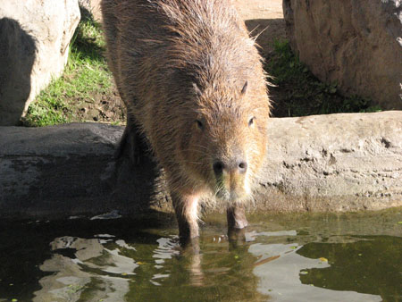 capybara111