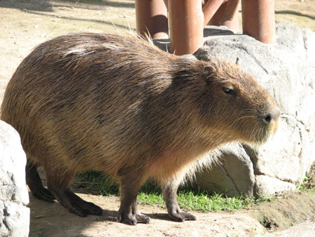 capybara113