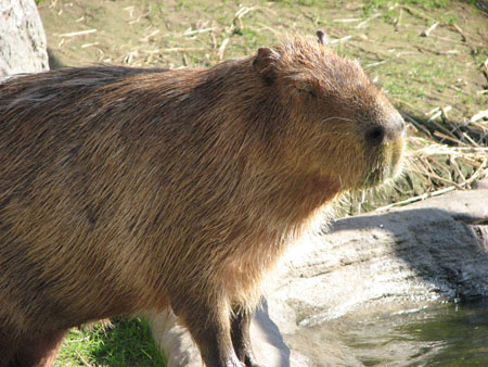 capybara114