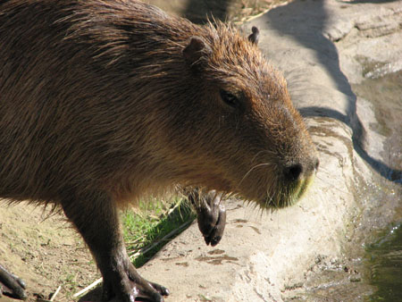 capybara115