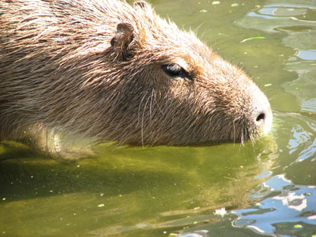 capybara116