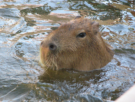 capybara117