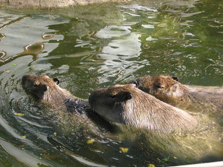 capybara118