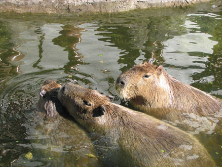capybara119