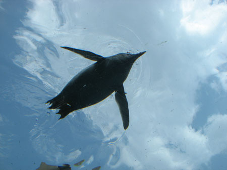 penguin101