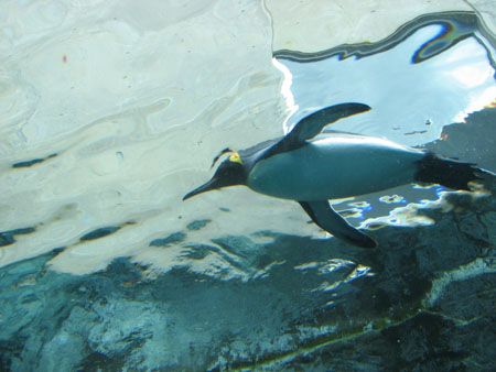 penguin104