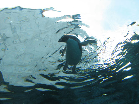 penguin105