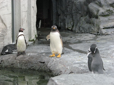 penguin106