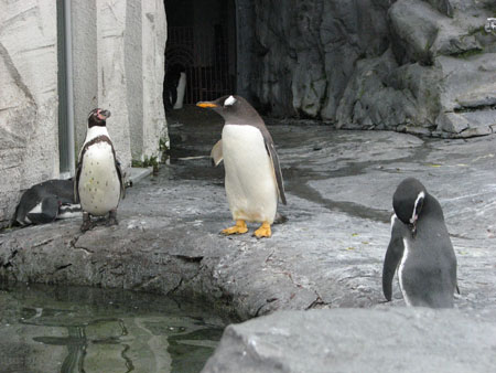 penguin107