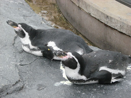 penguin108