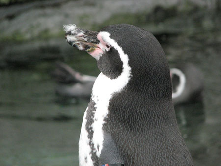 penguin111