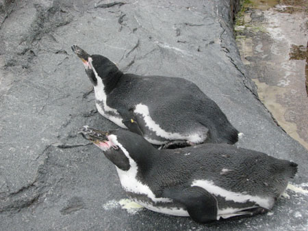 penguin113