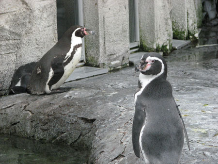 penguin114