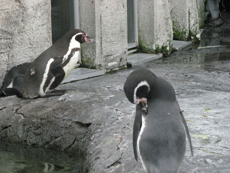 penguin115