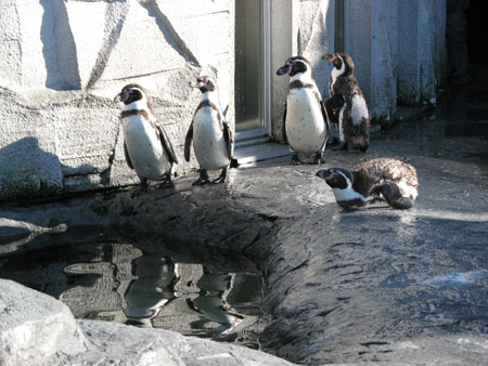 penguin119