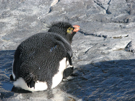 penguin122