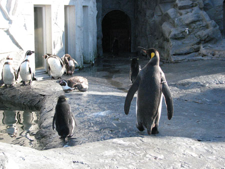 penguin124