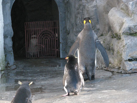 penguin125