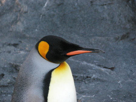 penguin126