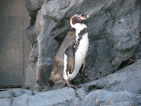 penguin130