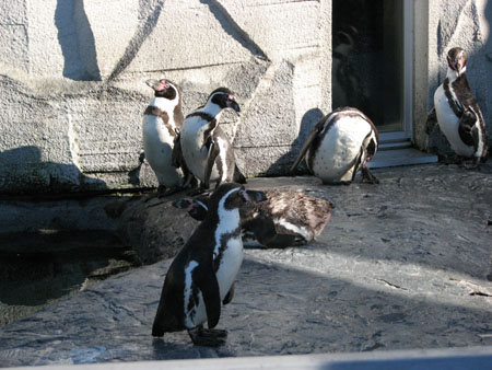 penguin132