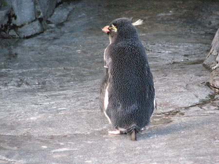 penguin133