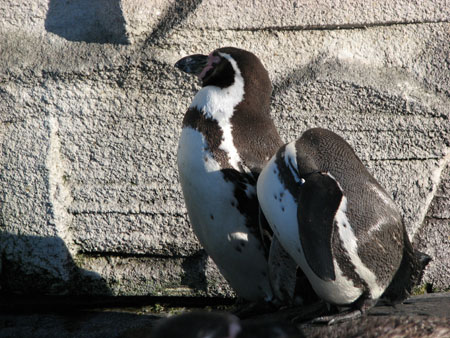 penguin139