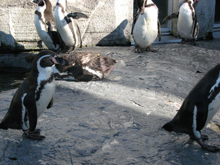penguin141