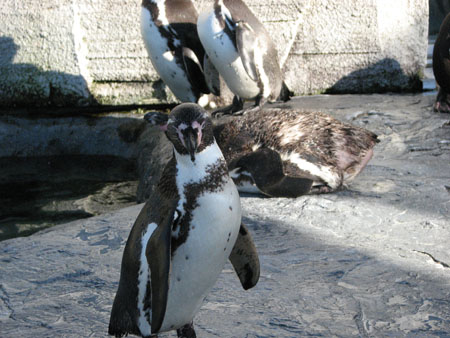 penguin142
