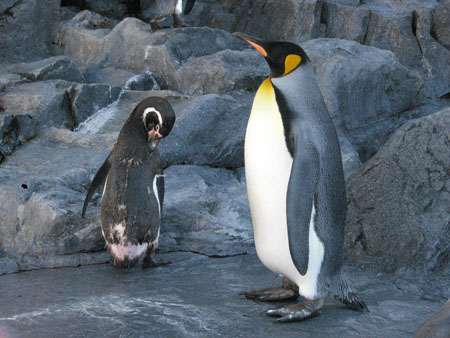 penguin144