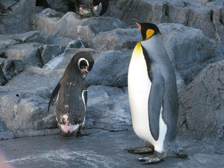 penguin145