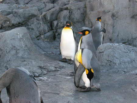 penguin146