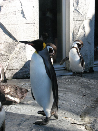 penguin149