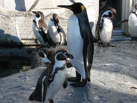 penguin151
