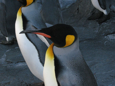 penguin152