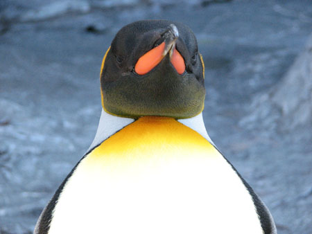 penguin153