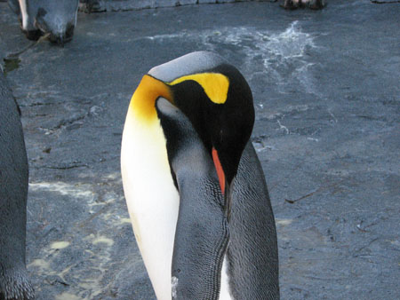 penguin155