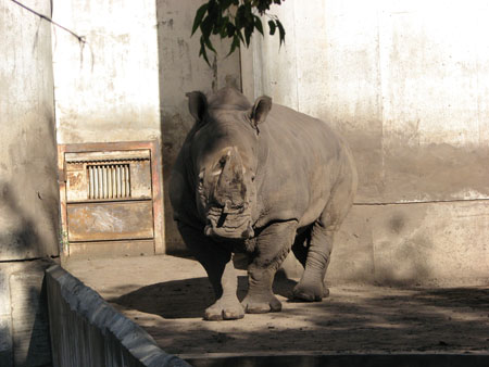 rhinoceros4