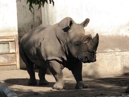 rhinoceros5