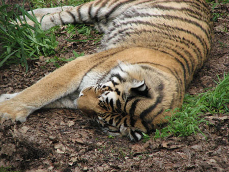 tiger16
