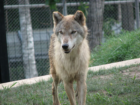 wolf120