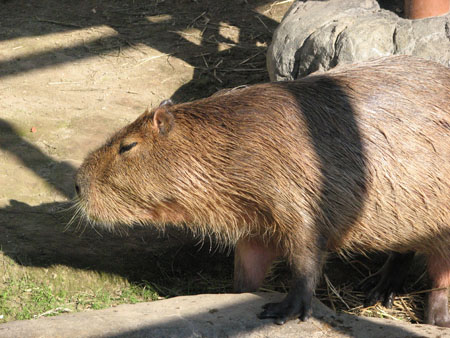 capybara102