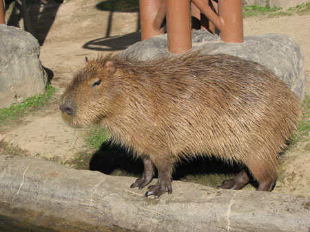 capybara106
