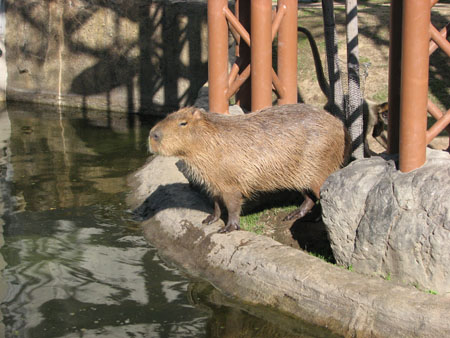 capybara108