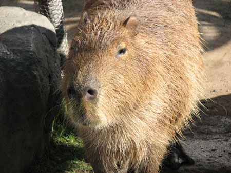 capybara109